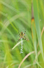 A wasp spider in a large web on a background of green grass on a sunny day. Argiope bruennichi.