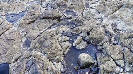 沖縄に漂着した海底火山噴火による軽石