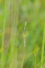A wasp spider in a large web on a background of green grass on a sunny day. Argiope bruennichi.