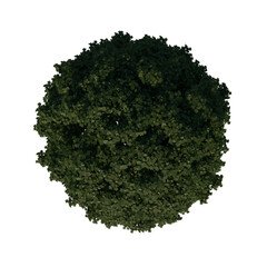 Top view tree (adolescent common maple 2) png 