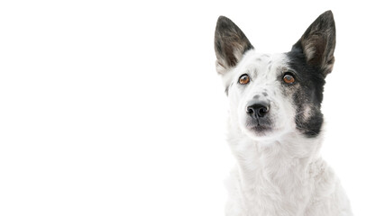 Portrait of a cute black and white dog sitting, looking up. Isolated on white, copy space on left side.