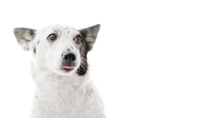 Portrait of a beautiful black and white dog lying, sticking the tip of her tongue, looking to the side. Isolated on white.