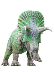 triceratops is coming on white background © DM7
