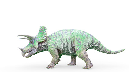 triceratops is walking on white background