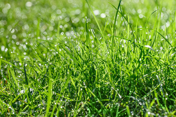 green grass with dew background 