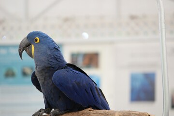 Closeup of Blue-throated macaw perched on the swing in the cage