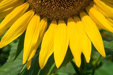 Part of a sunflower head on a background of green leaves. Yellow sunflower petals closeup alone nature. Detailed sunflower part with its seeds and fibonacci sequence.