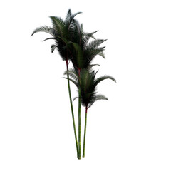 Front view of plant (Red Palm Tree) tree png
