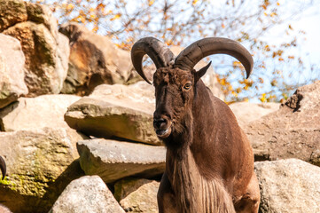 mountain goat on the rocks