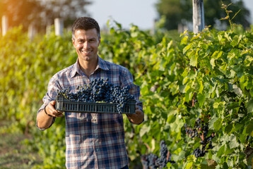 Farmer harvesting grapes in vineyard