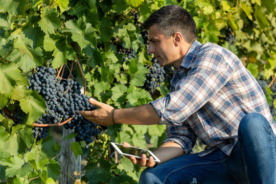 Farmer checking grapes in vineyard