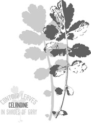 Celandine branch vector silhouette. A set of decorative chelidonii herba leaves silhouette for further color application. Line art of greater celandine herb leaves in shades of gray.