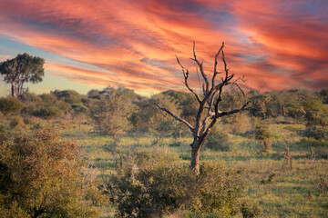 Beautiful landscape of a sunset in the African savannah of South Africa in dry season, with a beautiful sky, this African continent contains a great biodiversity of fauna and flora.