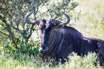 Portrait of wildebeest in the African savannah of South Africa in Kruger National Park, these animals live wildly together with antelopes and zebras.