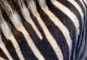 Skin of a zebra in the African savannah of South Africa in Kruger National Park, these herbivorous animals are abundant in Africa and very attractive for safaris. - obrazy, fototapety, plakaty