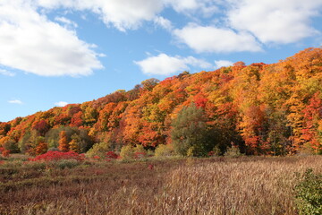 Herbstwald mit verschiednen Ahornbäumen in Kanada