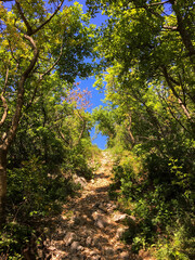 Obraz premium footpath in the forest