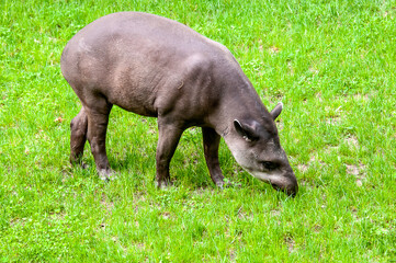 tapir in the grass