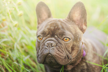 A young dog on a background of green grass. The dog is black and brindle of the French bulldog breed