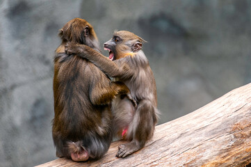 mother and baby macaque