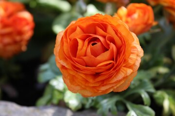 Closeup of orange Persian buttercup flower in the garden