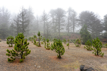 small pine trees in the middle of the forest, reforestation of the forest in the mountains. Pinus mugo.