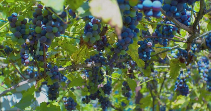 many ripe bunches of grapes hanging on the vine.close-up.