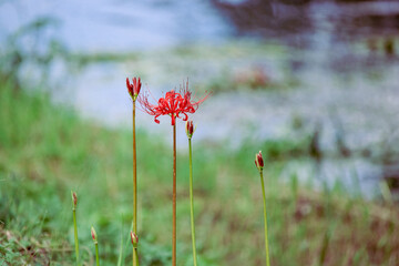 川辺に咲く彼岸花