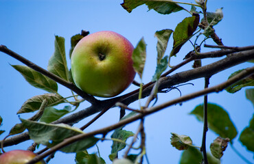 Apple fruit on branch close up.
