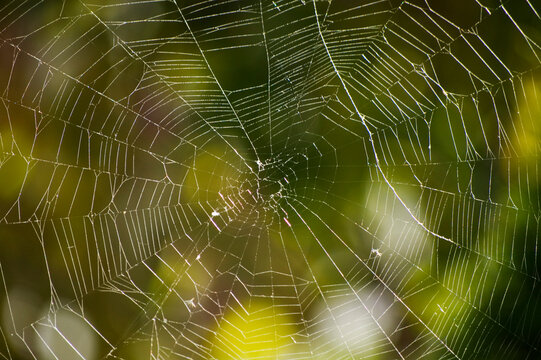 Spider web close up on a blurred background.