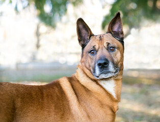 A German Shepherd mixed breed dog looking alert outdoors