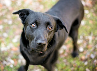 A black Labrador Retriever mixed breed dog looking up at the camera