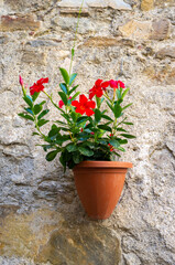 Flower pot hanged on a wall in the village of Buggio (Imperia Province, Liguria Region, Northern Italy). Old medieval town, is located over the Maritime Alps, near the Italy-French borders.