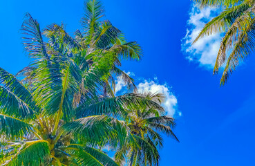 Fototapeta na wymiar Beautiful tropical natural palm tree forest panorama Contoy island Mexico.