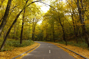 Winding road passing through the autumn forest. Empty forest road, littered with autumn leaves.