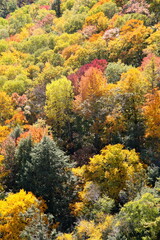 Herbstwald in Kanada