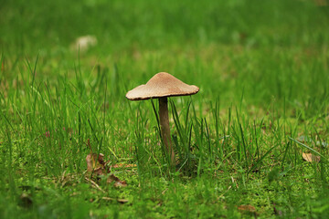 Lonely mushroom in meadow at fall season.