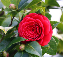 Red Japanese camellia flower with its foliages , close up.