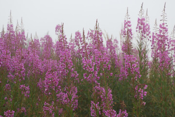 Fireweed Flowers in Natural Habitat