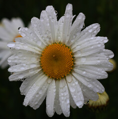 Summer daisy with rain drops against black background, close up.