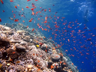 Fototapeta na wymiar red sea fish and coral reef