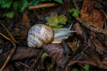 Cute snail on fallen leaves in a forest at Bled, Slovenia.