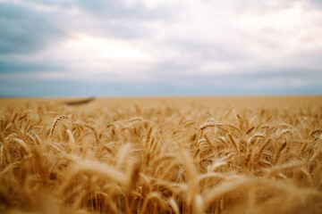 Golden wheat field and blue sky. Growth nature harvest. Agriculture farm.