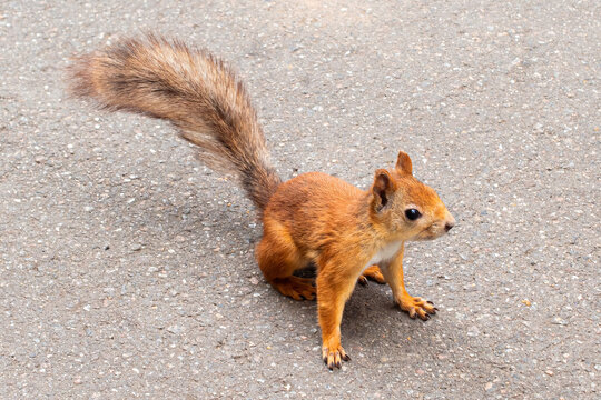 Cute little squarrel in a park close up