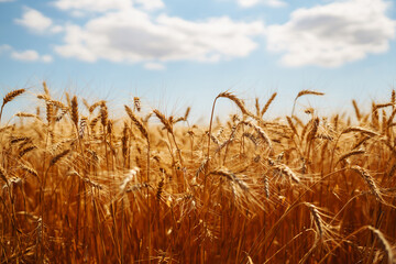 Golden wheat field and blue sky. Growth nature harvest. Agriculture farm.