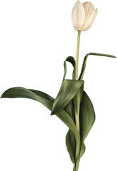Single white tulip flower with green stem and leaves, isolated transparent png or on white background