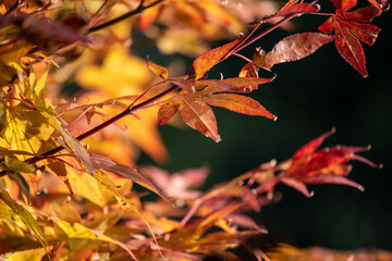 Acer japonicum, the Amur maple, Japanese-maple or fullmoon maple, is a species of maple native to Japan, and also southern Korea. Orange purple yellow green leaves