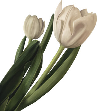 White tulip flowers hand drawn, isolated florals corner cut. Transparent background png. 