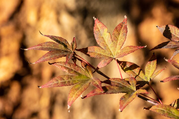 Acer japonicum, the Amur maple, Japanese-maple or fullmoon maple, is a species of maple native to Japan, and also southern Korea. Orange purple yellow green leaves