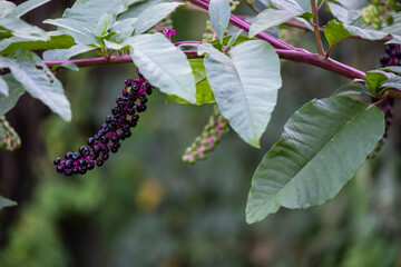 Wild plant Phytolacca americana, note shallow depth of field